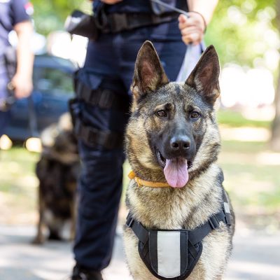 K9 Security Dogs
