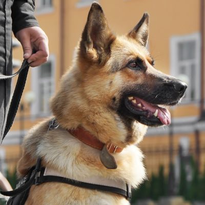 Security dog services